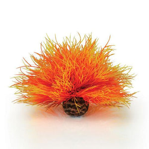 Oase biOrb Orange Sea Lily