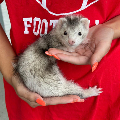 Marshall Ferret