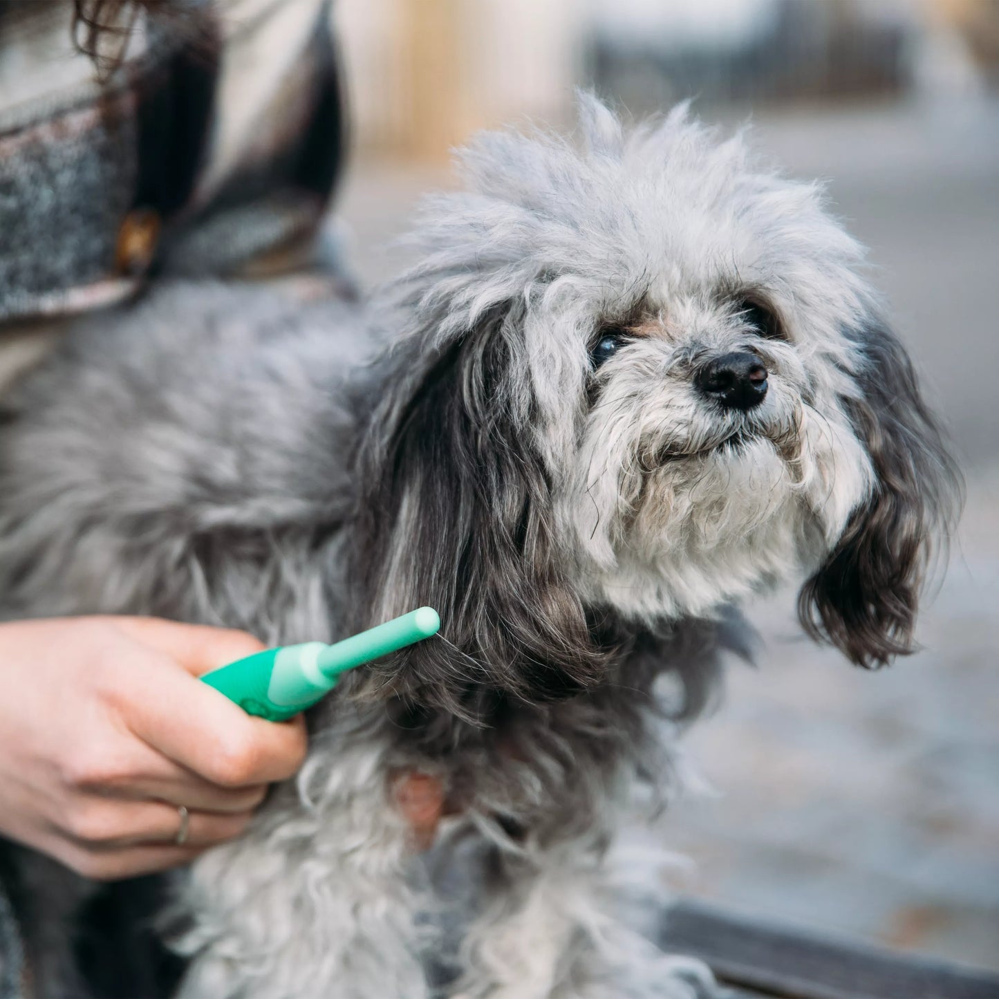 Coastal Li'l Pals Flea Comb