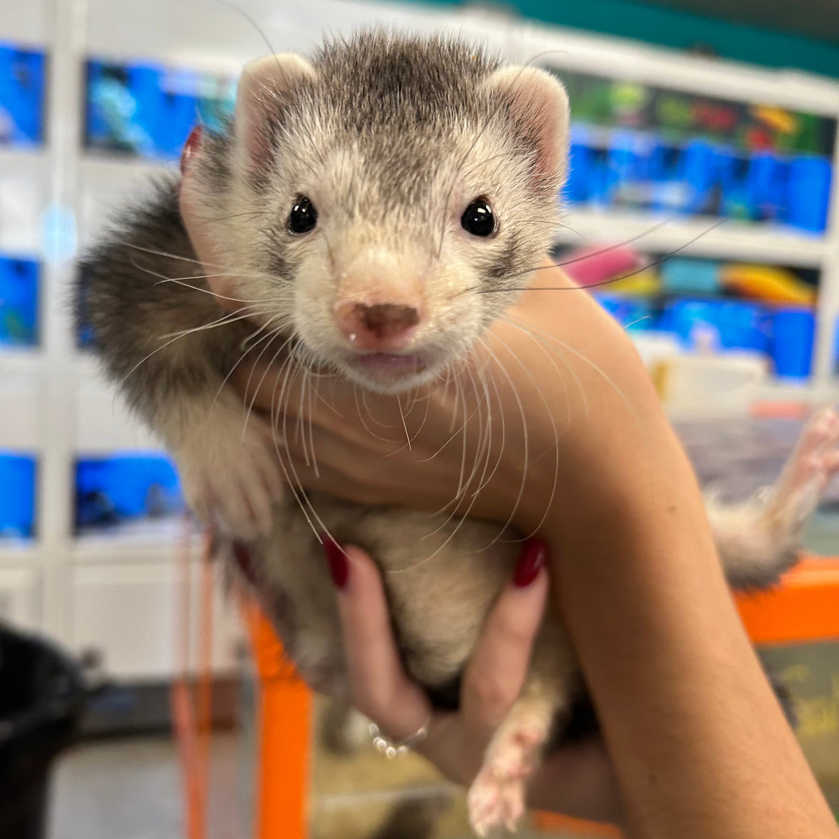 Marshall Ferret