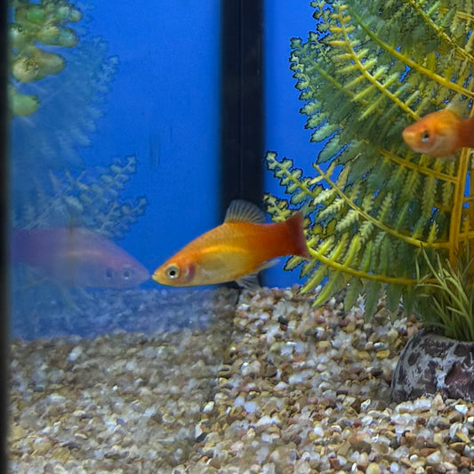 Marigold Platy