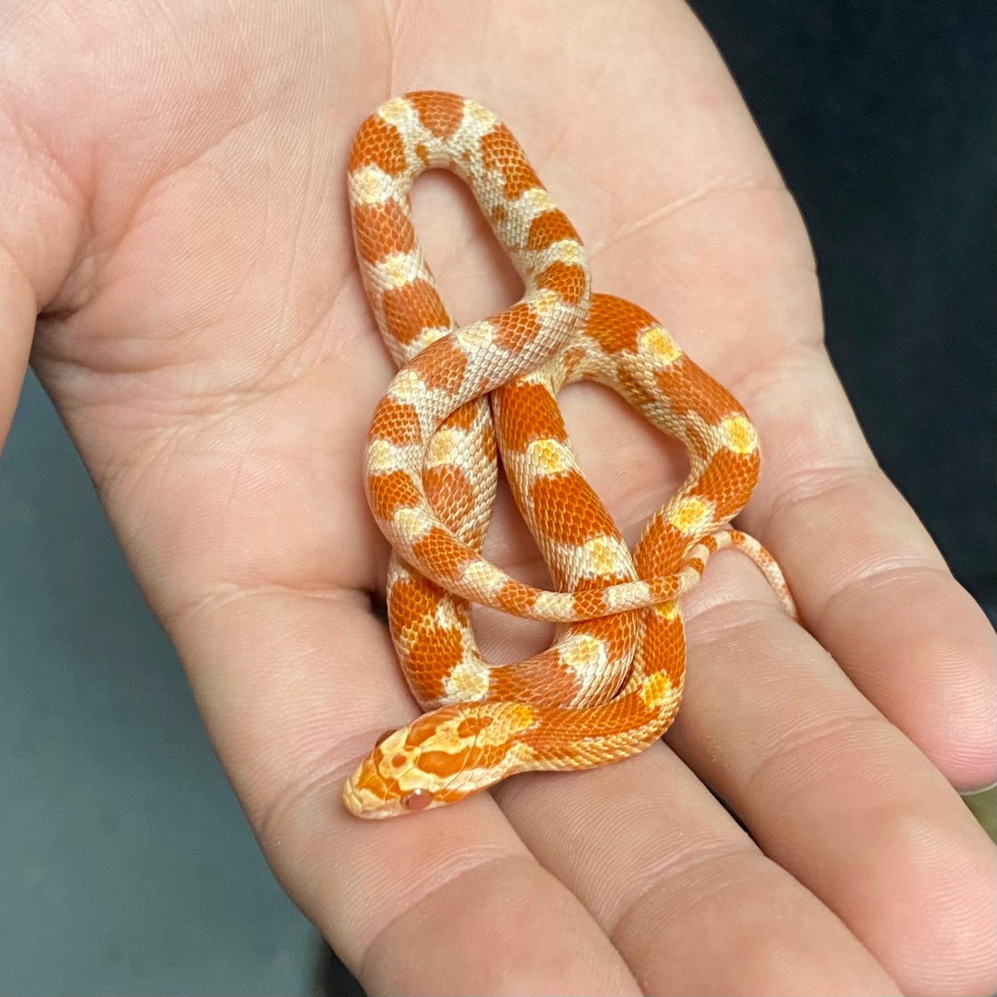 Albino Amelanistic Corn Snake