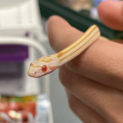 Butter Stripe Corn Snake