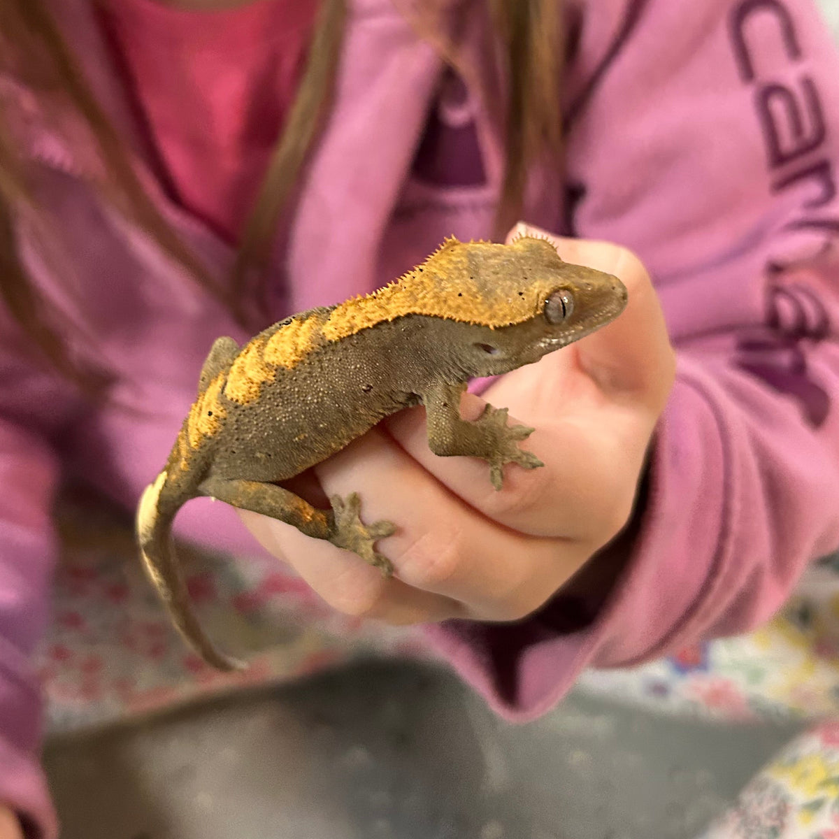 Crested Gecko - Assorted