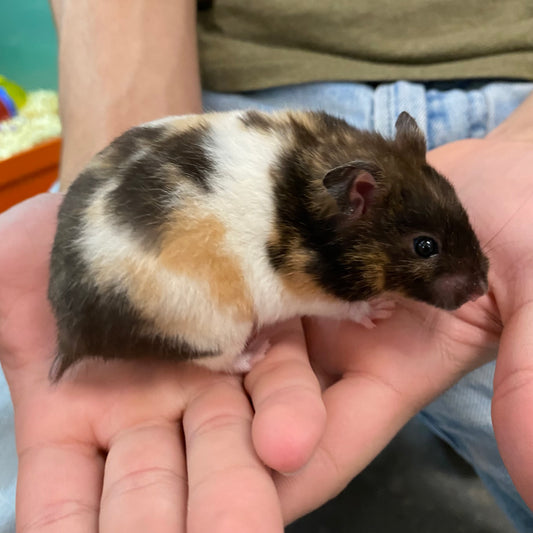 Calico Syrian Hamster