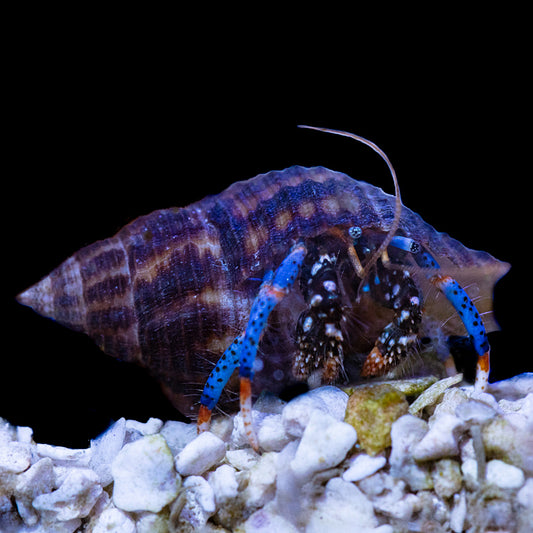 Electric Blue Hermit Crab