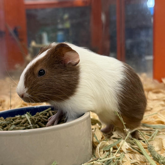American Guinea Pig Female