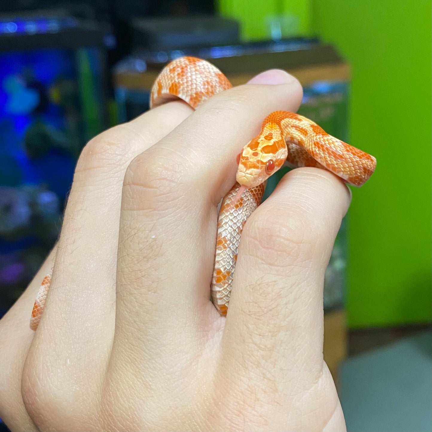 Albino Amelanistic Corn Snake