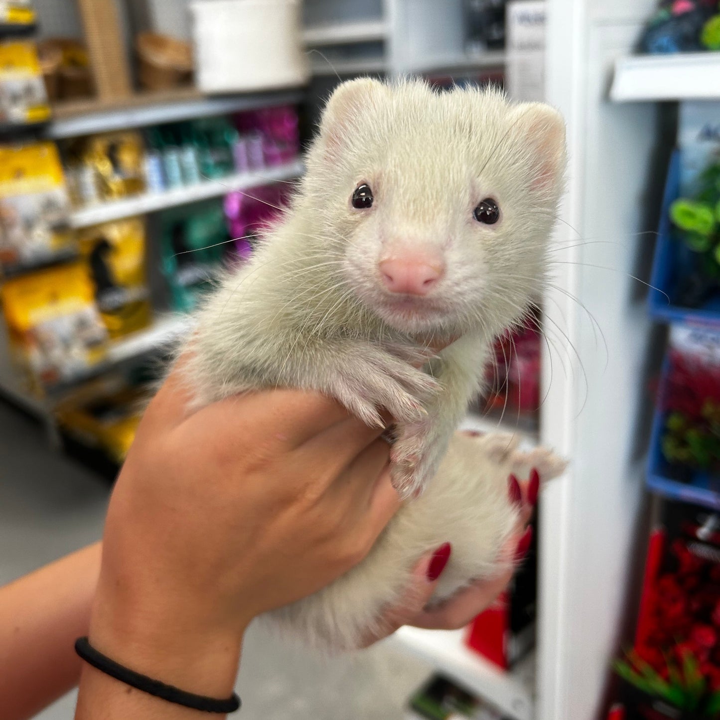 Marshall Ferret
