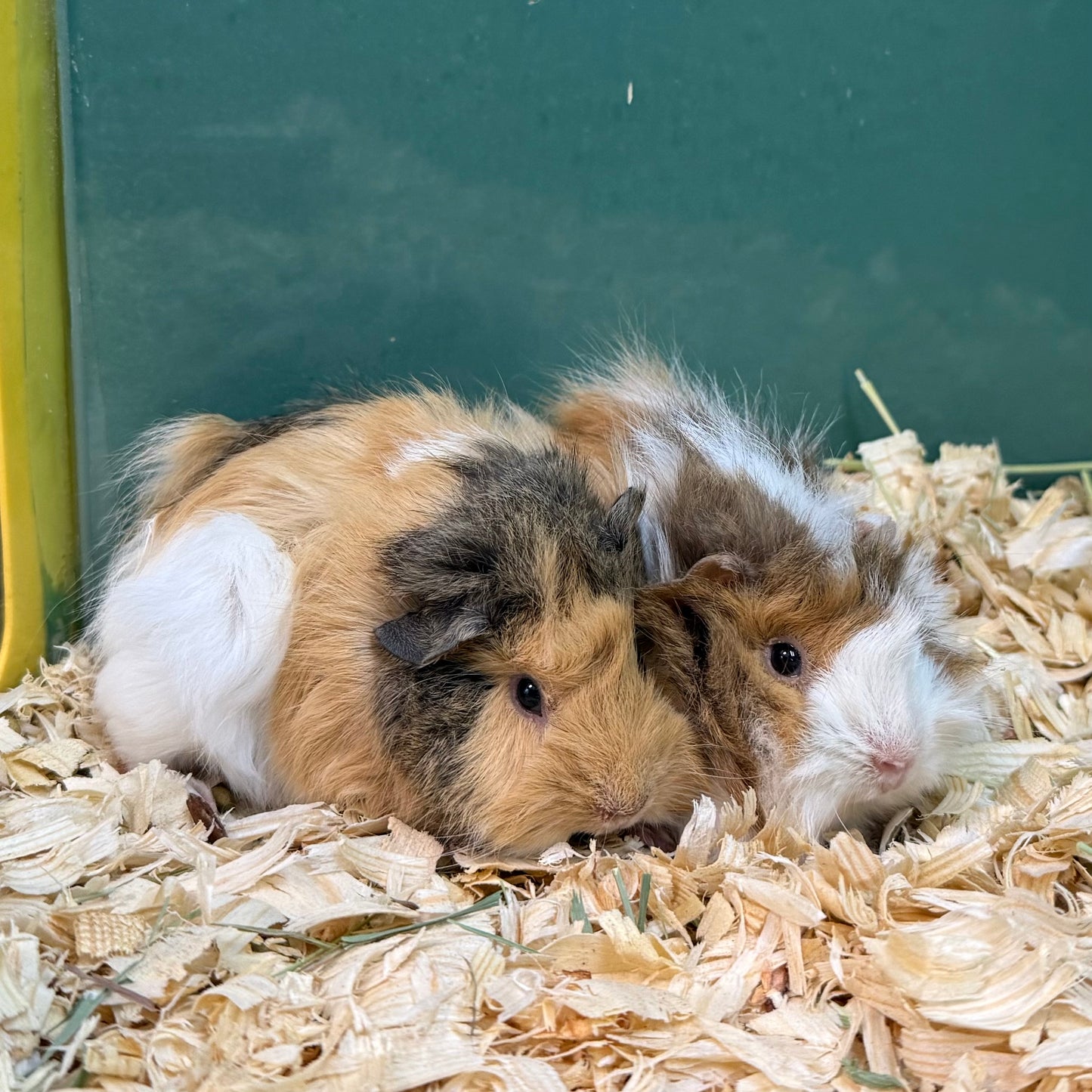 Abyssinian Guinea Pig Female