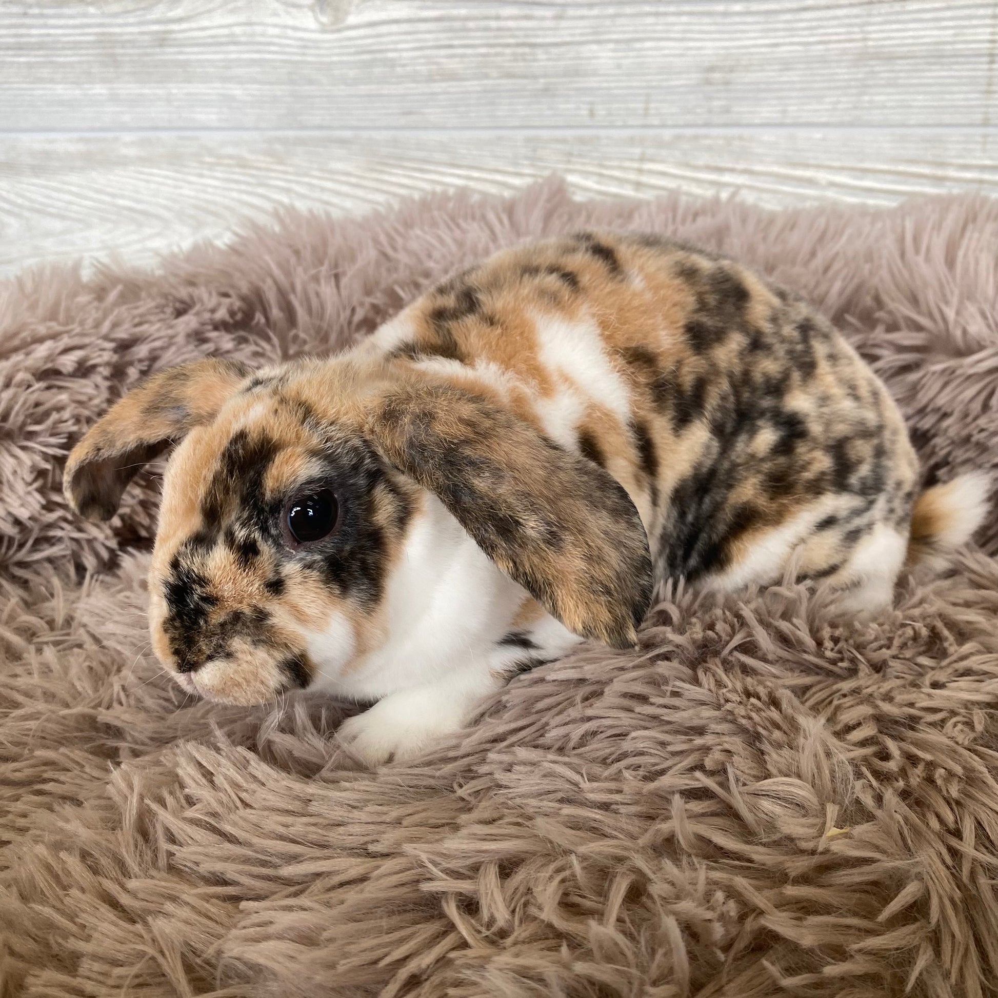 Plush Mini Lop Bunny