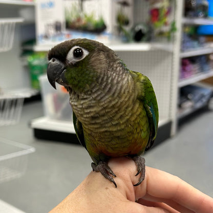 Green Cheek Conure, Hand-Fed