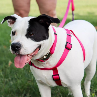 Coastal Comfort Wrap Adjustable Dog Harness Red