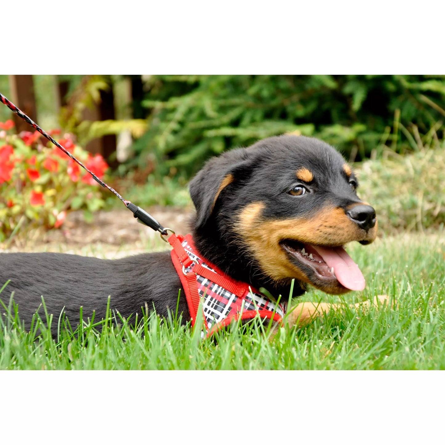 Li'l Pals Canvas Dog Harness, Red & Grey Plaid