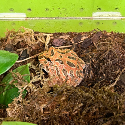 Red Coffee Pacman Frog