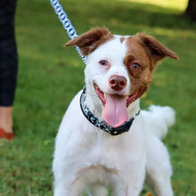 Load image into Gallery viewer, Coastal Styles Dog Leash, Pink Dots
