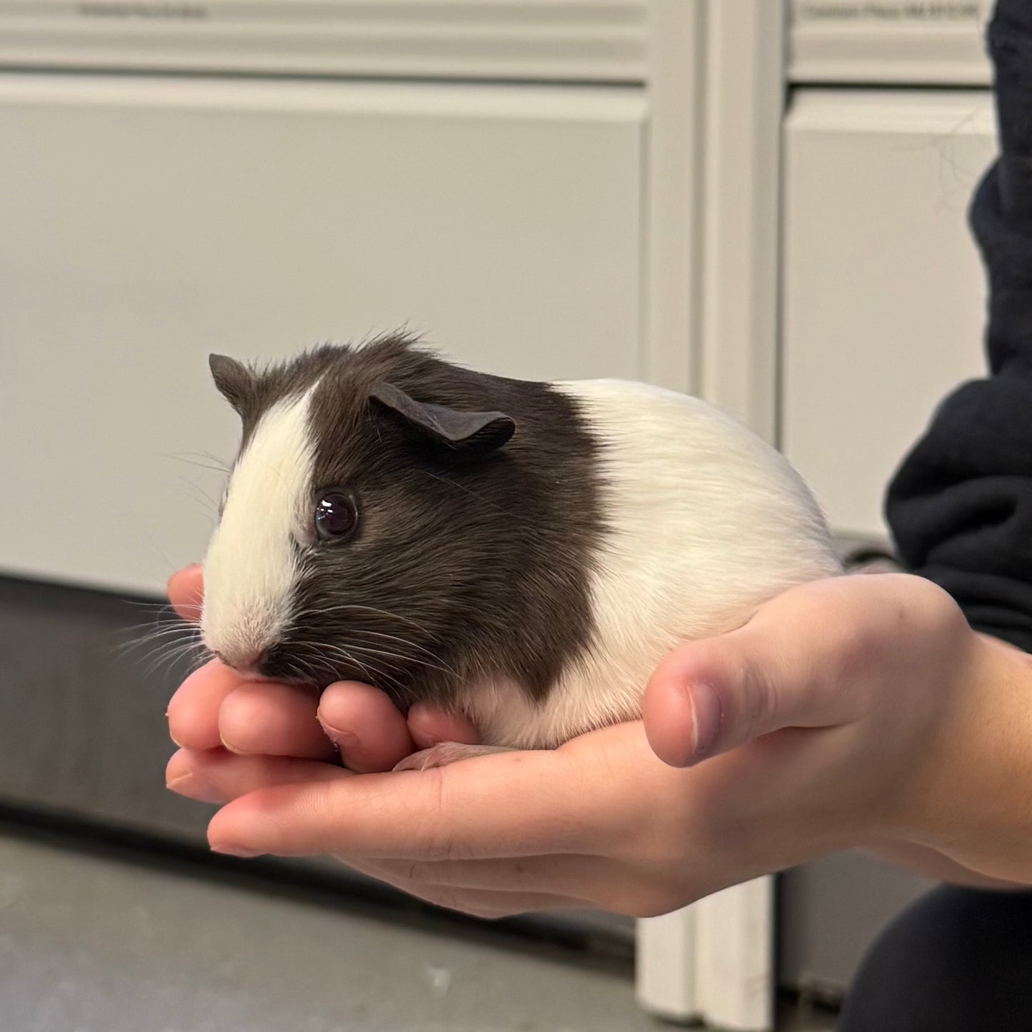 American Guinea Pig Female