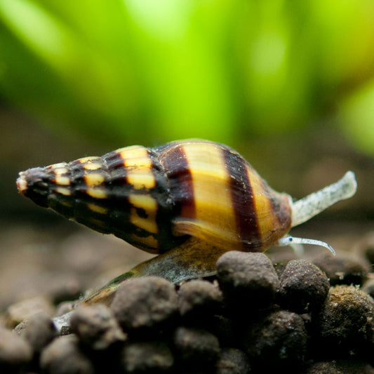 Assassin Snail