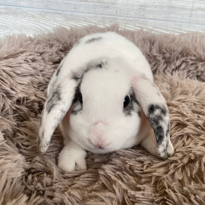 Plush Mini Lop Bunny