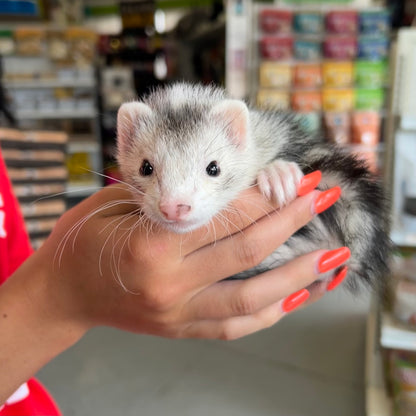 Marshall Ferret