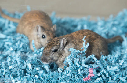 Eco Bedding For Birds & Small Pets, Blue 100 Gram Bag