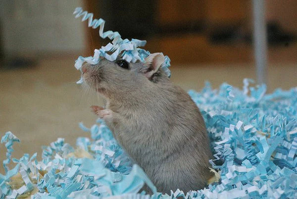 Eco Bedding For Birds & Small Pets, Blue 100 Gram Bag