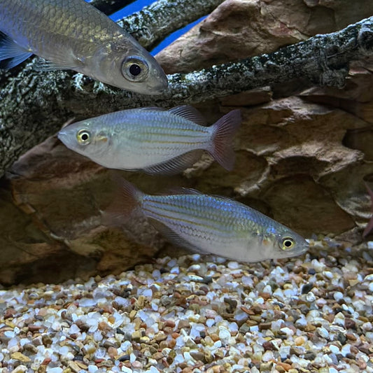 Western Australian Rainbow