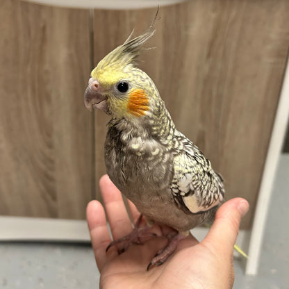 Pearl Cockatiel, Hand-Fed