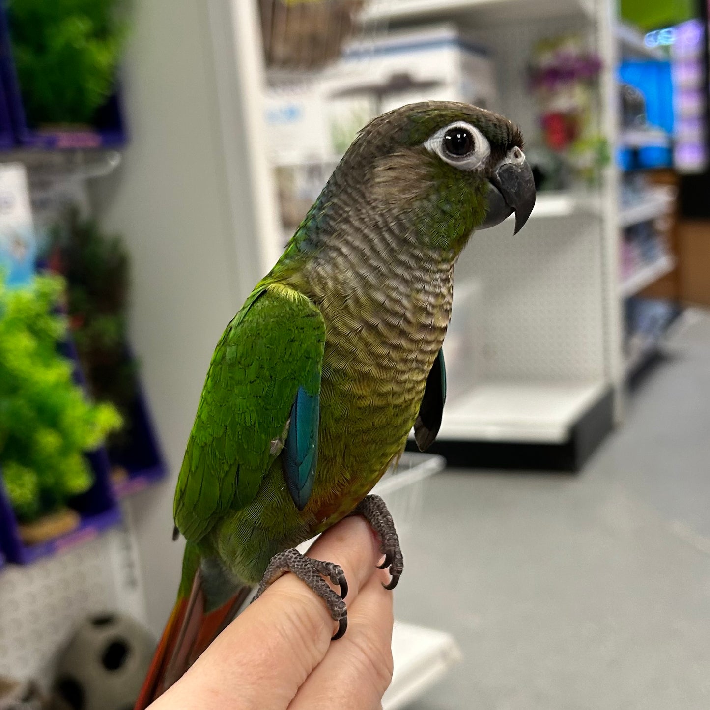 Green Cheek Conure, Hand-Fed