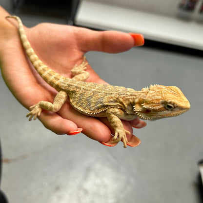 Bearded Dragon