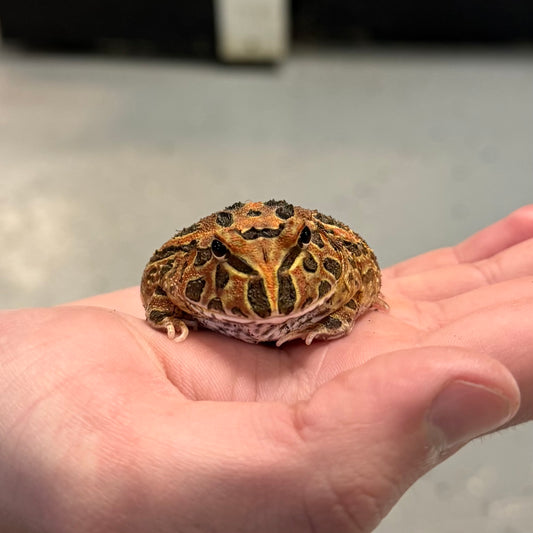 Red Coffee Pacman Frog