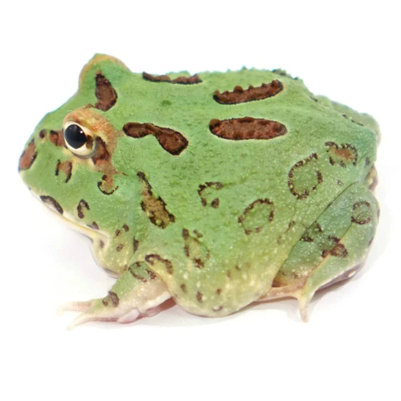 Green Pacman Frog