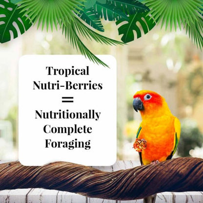 Lafeber's Tropical Fruit Nutri-Berries for Conures Food