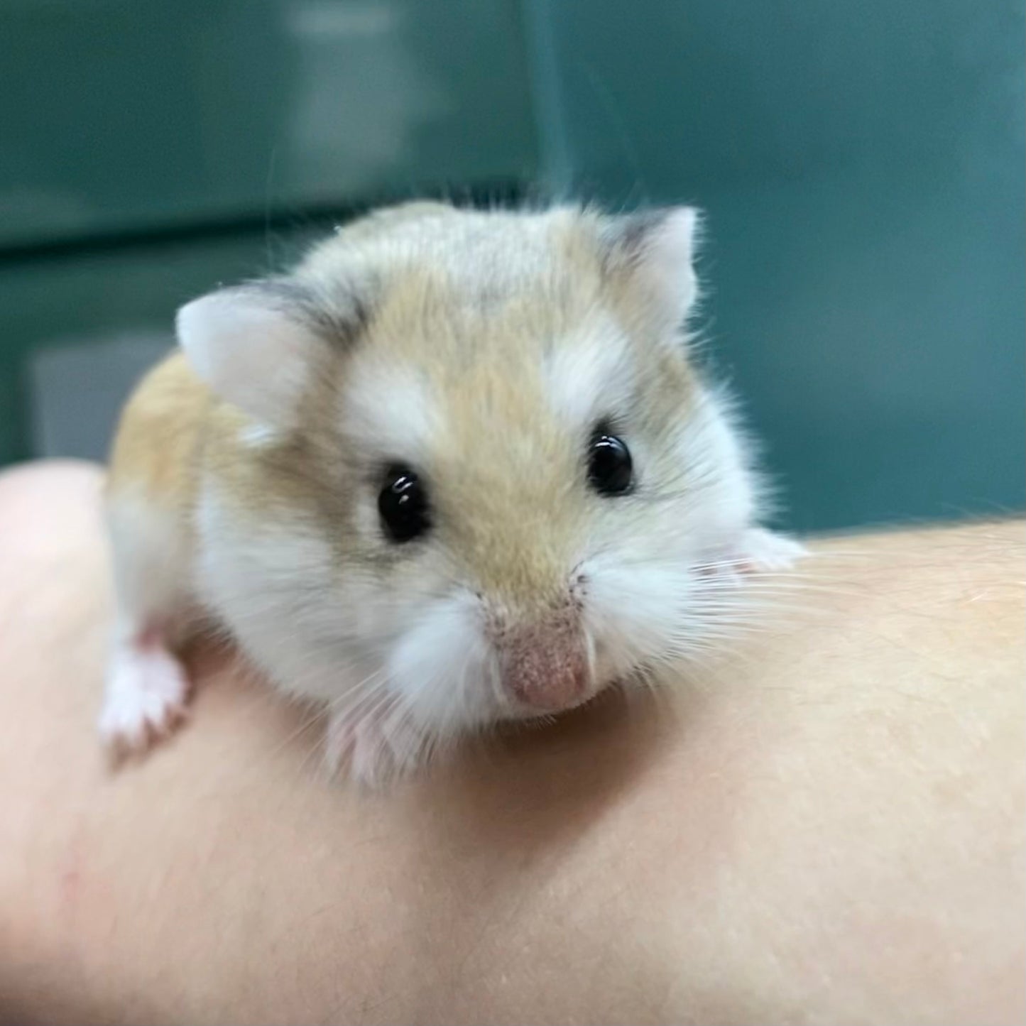 Roborovski Hamster