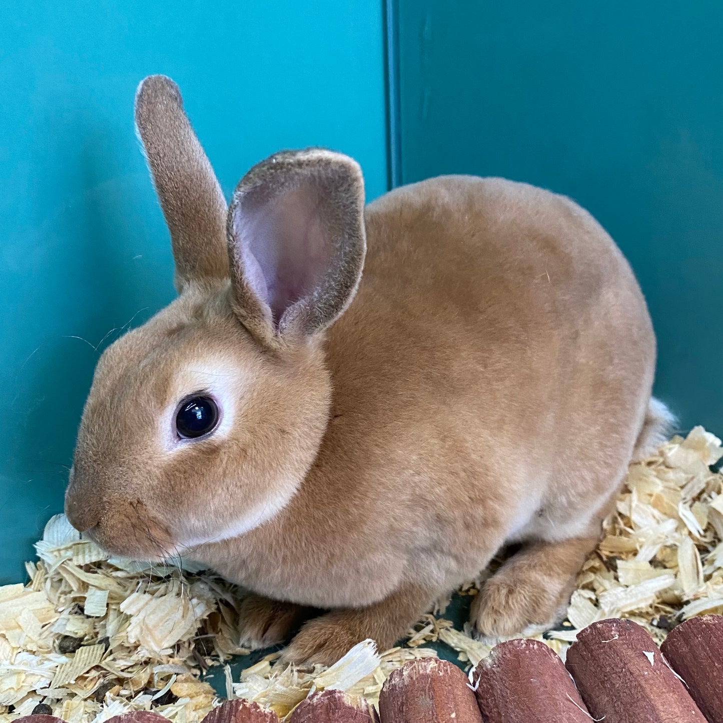 Mini Rex Bunny