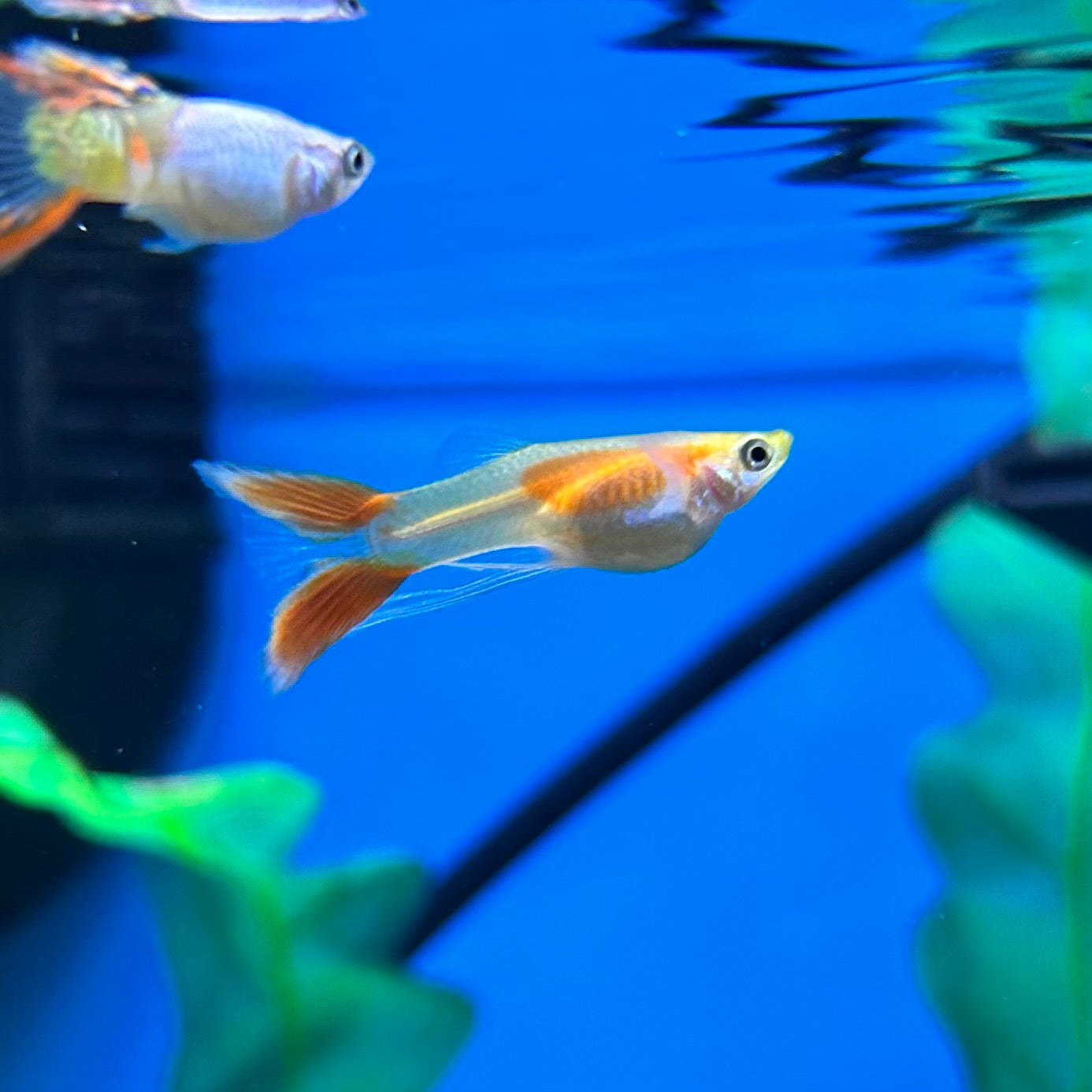 Assorted Lyretail Guppy male