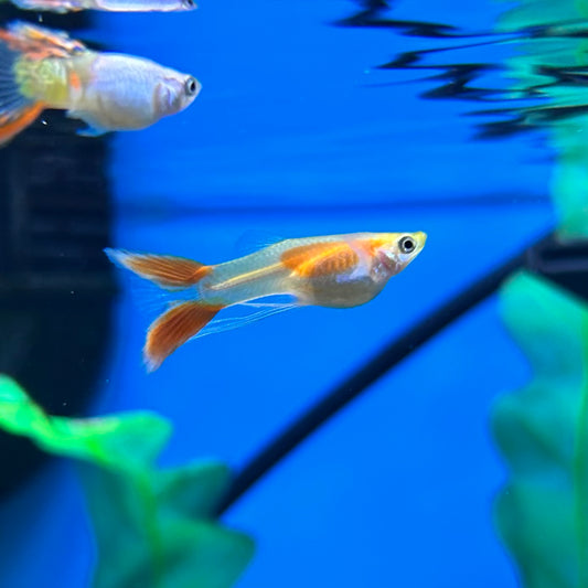 Assorted Lyretail Guppy male