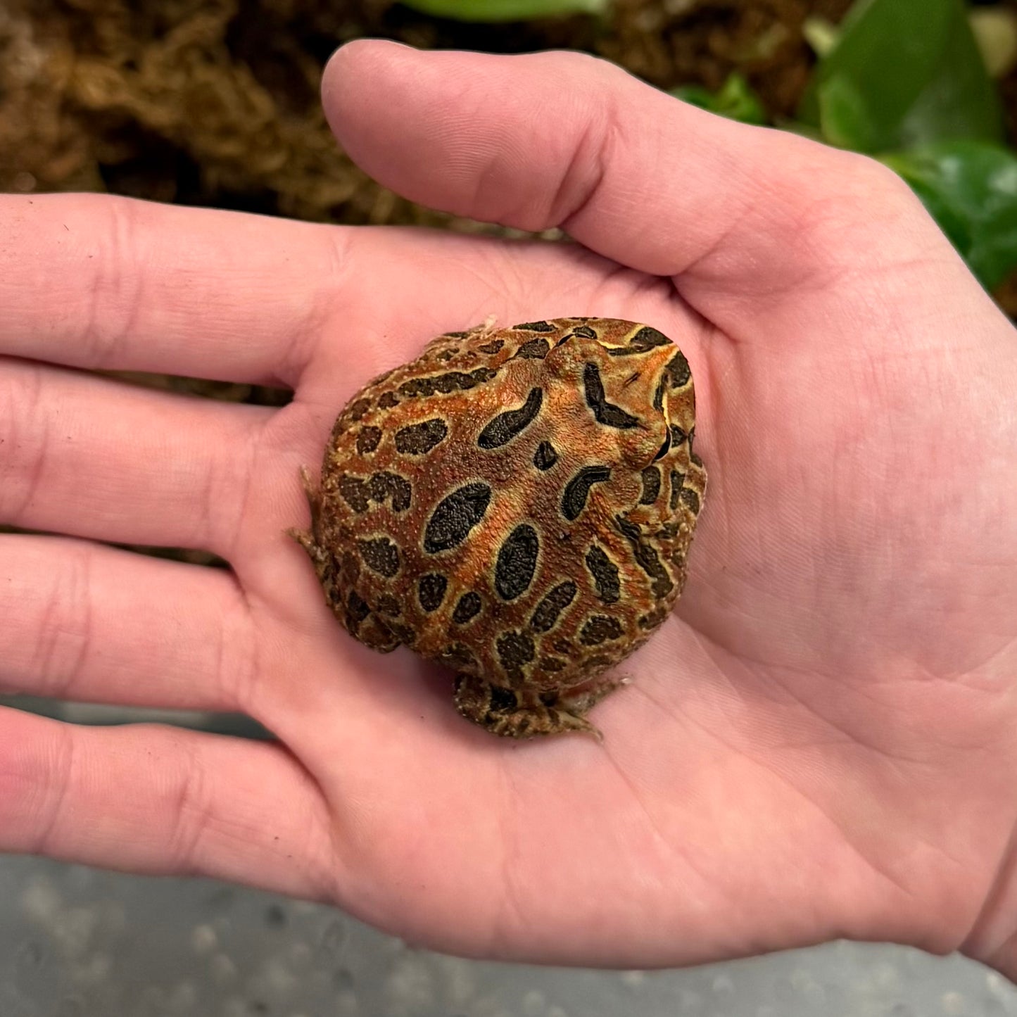 Red Coffee Pacman Frog