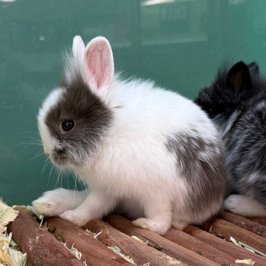 Toy Size Mixed Breed Bunny (Dwarf-Type Mix)