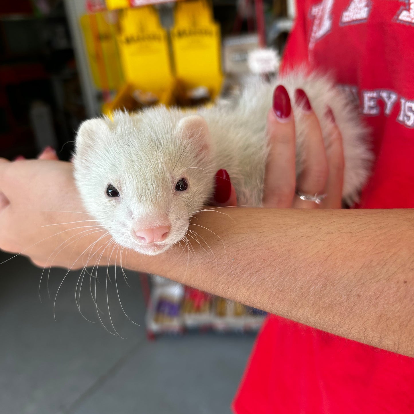 Marshall Ferret