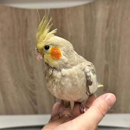 Cinnamon Cockatiel, Hand-Fed
