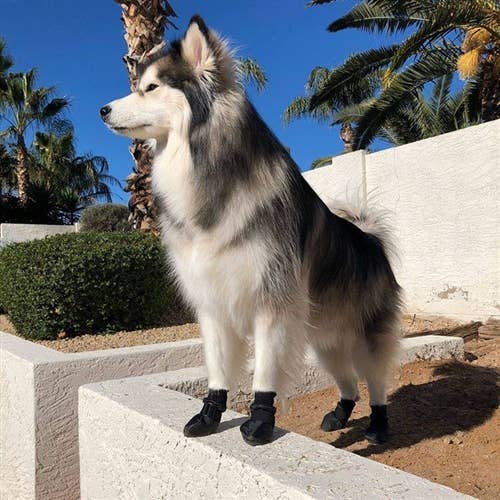 PolarPaws Soft Sole Waterproof Winter Dog Boots: S