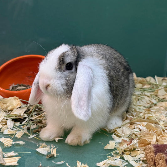 Mini Lop Bunny Female