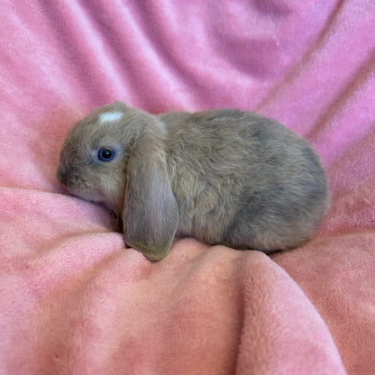 Mini Lop Bunny Male