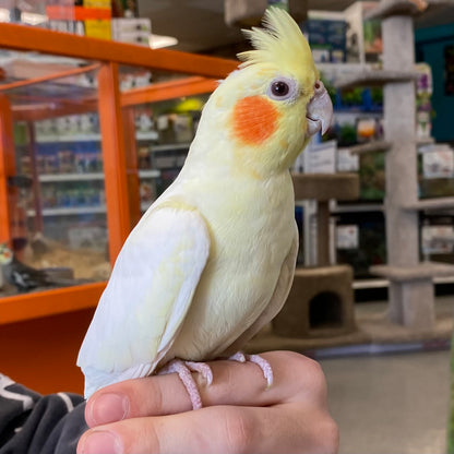 Assorted Cockatiel