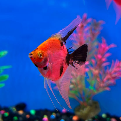 GloFish Angel Starfire Red