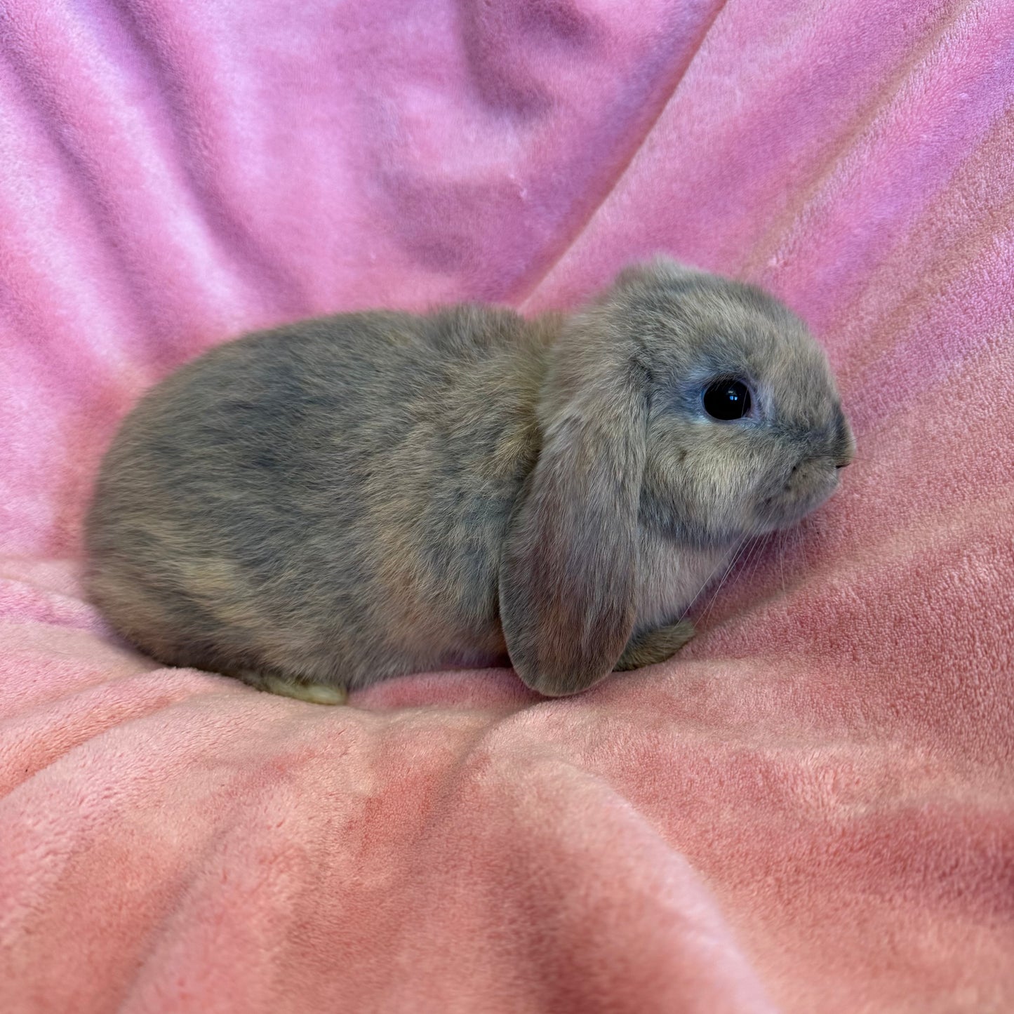 Mini Lop Bunny Male
