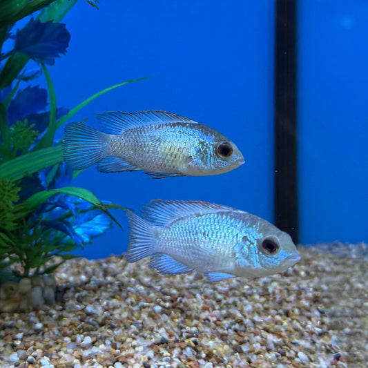 Electric Blue Acara