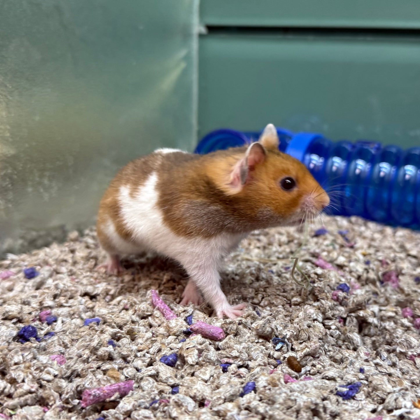Syrian Hamster