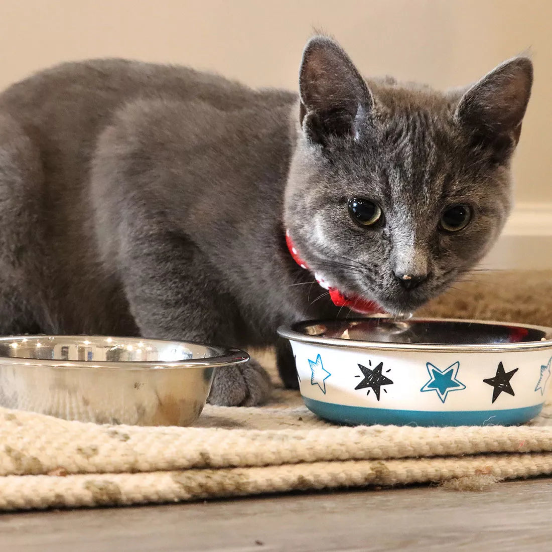 Maslow Design Series Cat Bowl, Blue & White